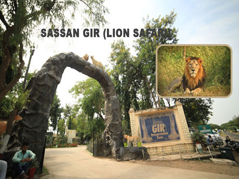 Sassan Gir Gujarat Car - Tempo - Taxi Cab Hire Service in Rajkot - Savaari Rental Car Service - Justdial - List of Top Taxi Services in Rajkot - Best Taxi for Local near